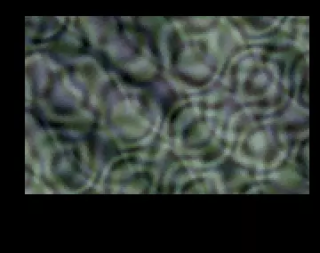 Sub Cirtneck (1998) by Nature