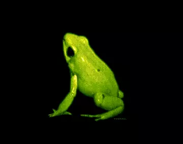 Phyllobates Terribilis Alternate Version (1992) by Enigma